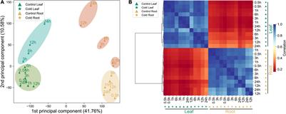 Analysis of the Expression and Function of Key Genes in Pepper Under Low-Temperature Stress